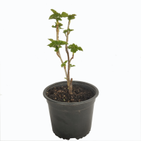 grosella negra 1 (R)